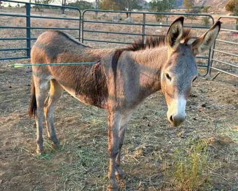 Donkey Recovering Following Latest Projectile Strike on Feral Donkeys in California