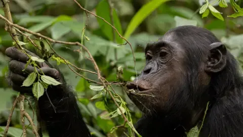 Apes Consuming a Daily Dose of an Alcoholic Beverage Each Day from Fermented Fruit, Study Reveals