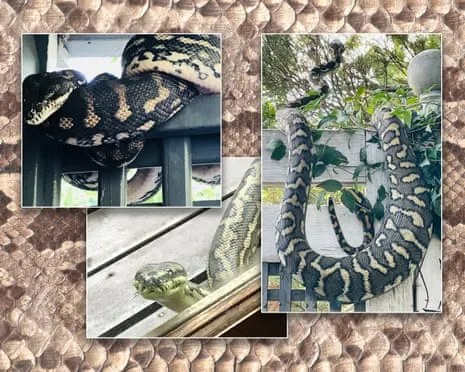 Accepting the Serpents in the Overhead Space: A Transformation from Fear to Fascination