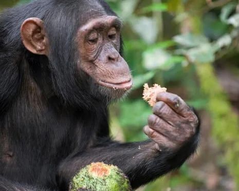 Apes Ingest Everyday Alcohol Comparable to a Beer from Fermented Figs